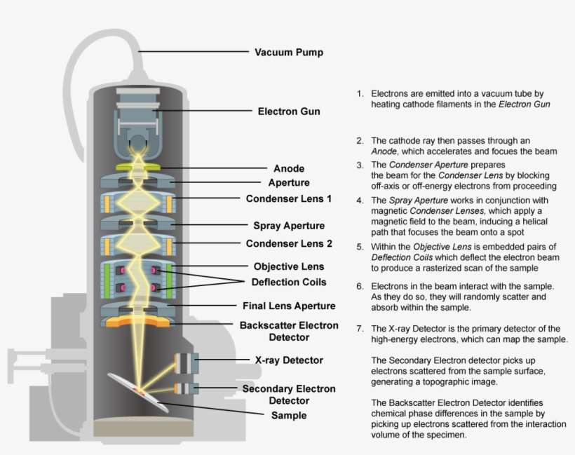 Scanning Electron Microscope - Transmission Electron Microscope Mechanism, transparent png download