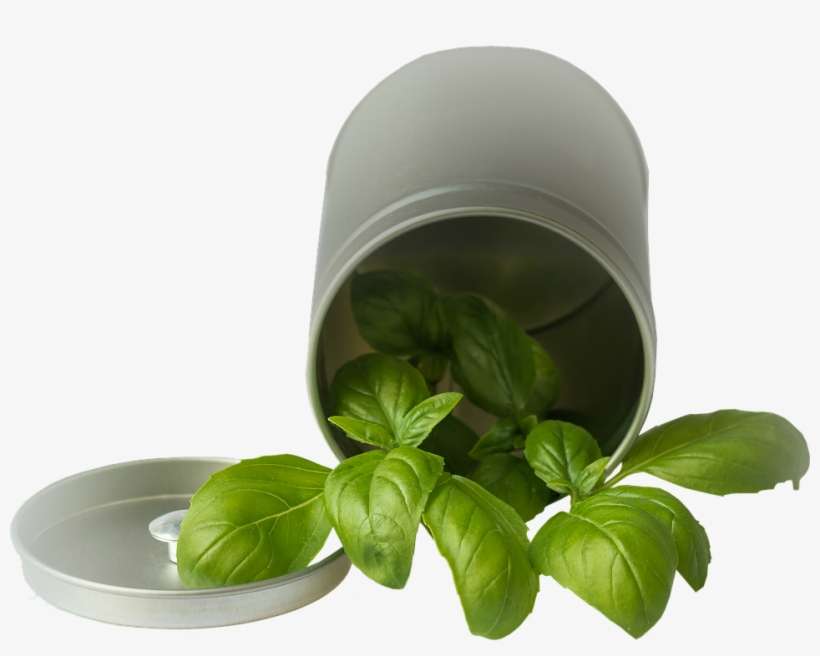 When This Disease Occurs, You Should Enjoy The Continuous - Basil, transparent png download