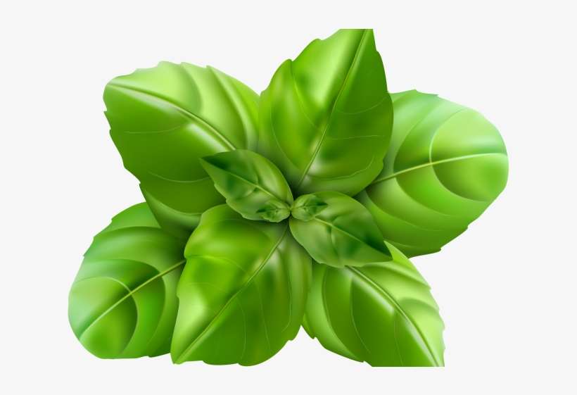 Plant Clipart Thulasi - Basil Leaf Clipart, transparent png download