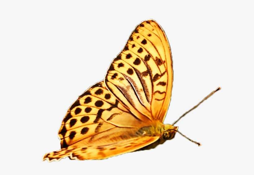 Quote From “cocooning The Butterfly” - Happy Earth Day, transparent png download