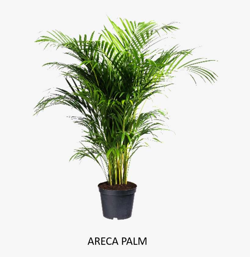 Areca Palm - Dracaena Plant, transparent png download