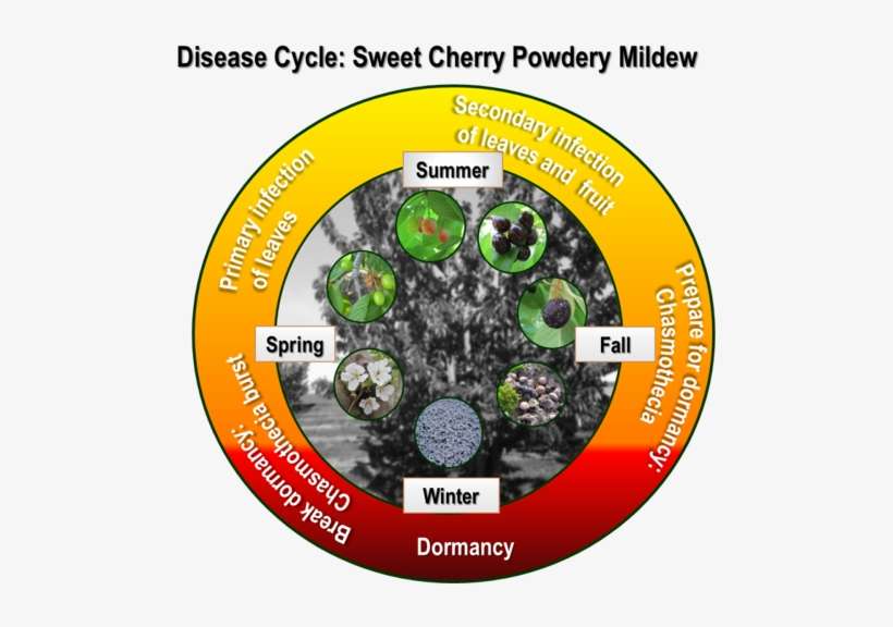 The Disease Cycle Of Sweet Cherry Powdery Mildew - Circle, transparent png download