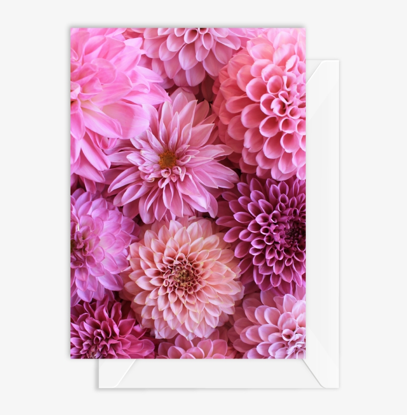 Dahlia, transparent png download
