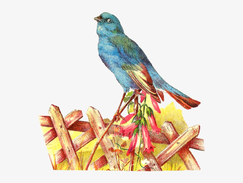 Blue Bird Clip Art - Mountain Bluebird, transparent png download