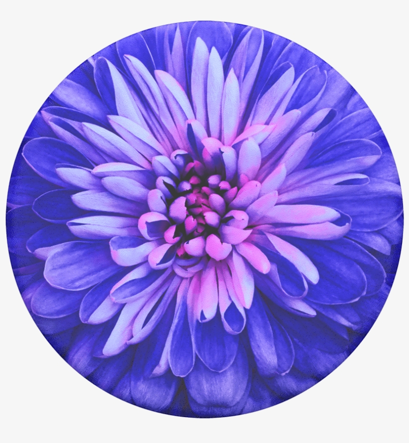Be A Dahlia, Popsockets - Flowers With No Background, transparent png download