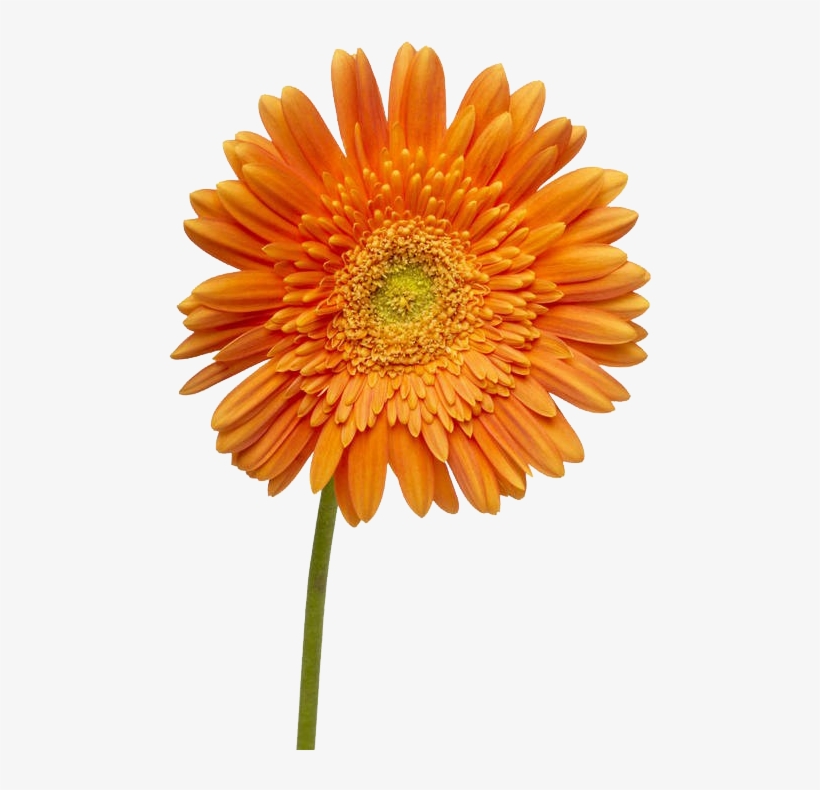 Dahlia Flower Png Image - Flower Day, transparent png download