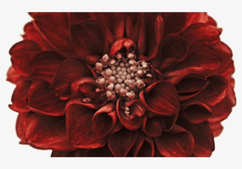 95 Dahlia Flowers Png Im Starting A New Plant Society - Stock Photography, transparent png download