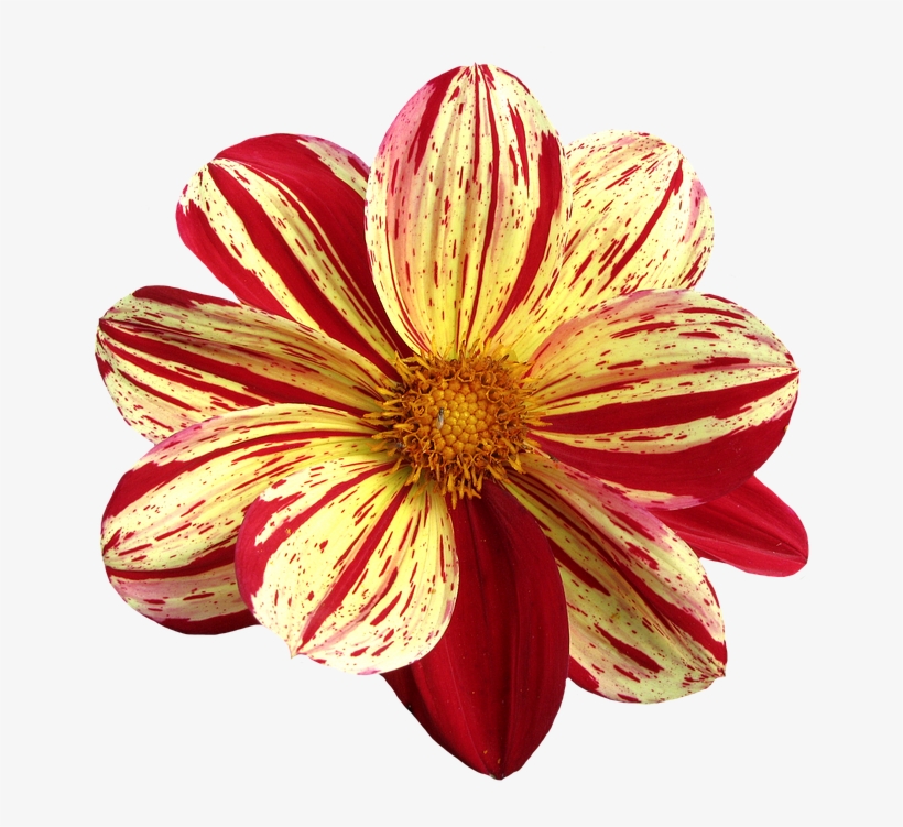 Dahlia, Late Summer, Dahlia Garden, Blossom, Bloom - Still Life Photography, transparent png download