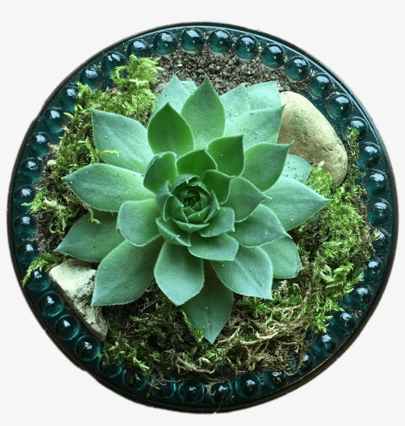 Download - Succulent Plant, transparent png download