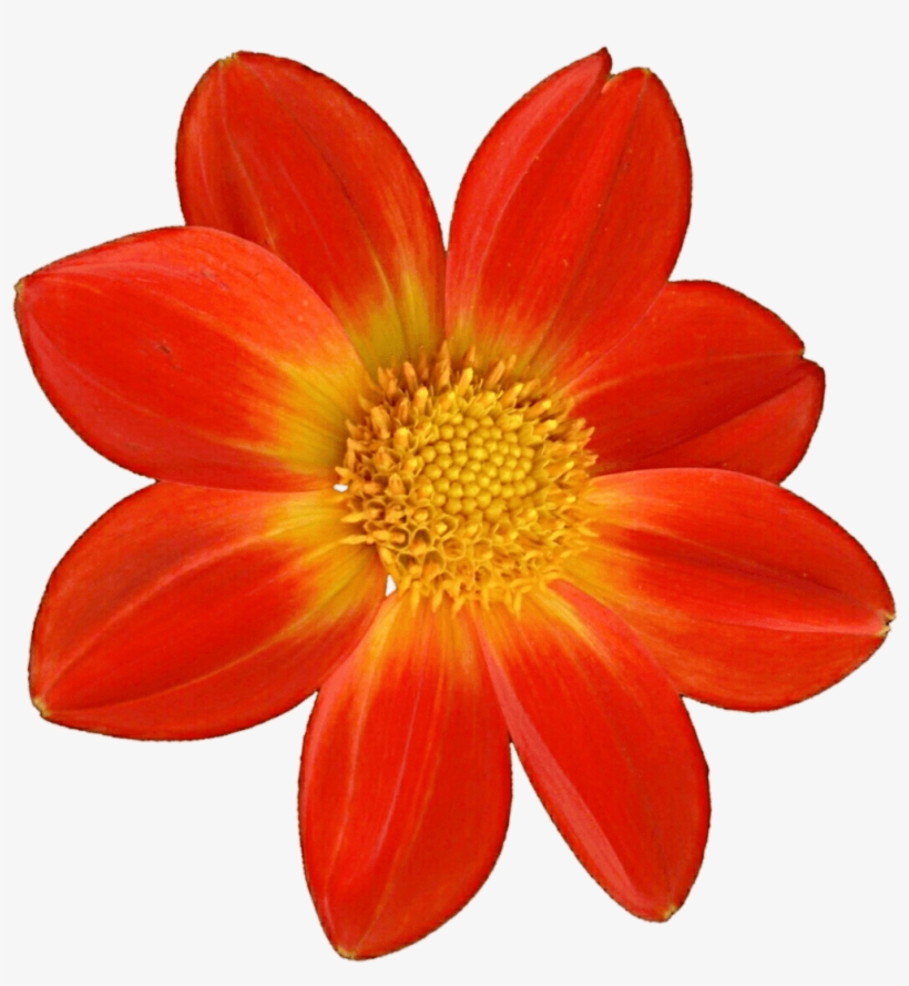 Gazania, transparent png download