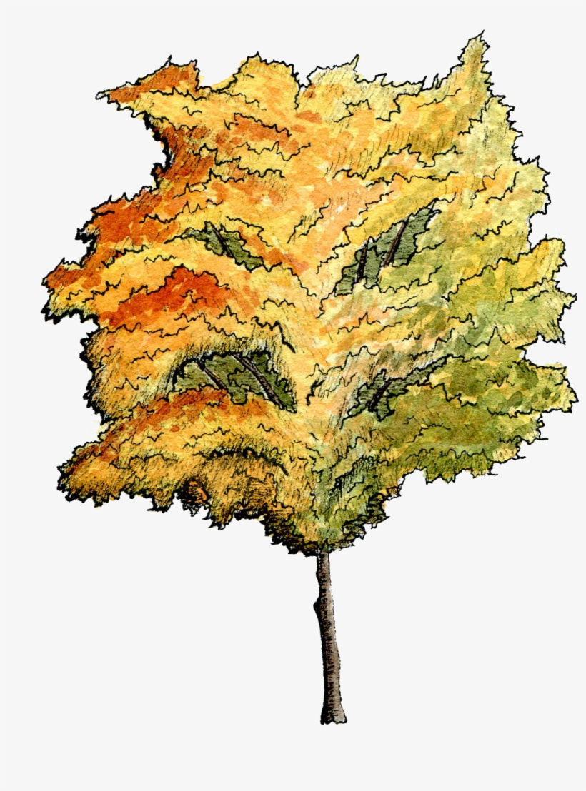 Section And Plan Album On Imgur - Watercolor Tree Plan View, transparent png download