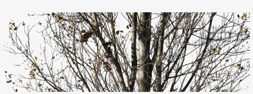 Free Image - Birch, transparent png download