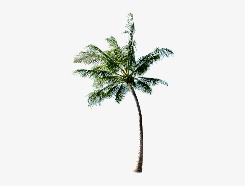 Coconut Tree Download Transparent Png Image - Coconut Tree Png, transparent png download