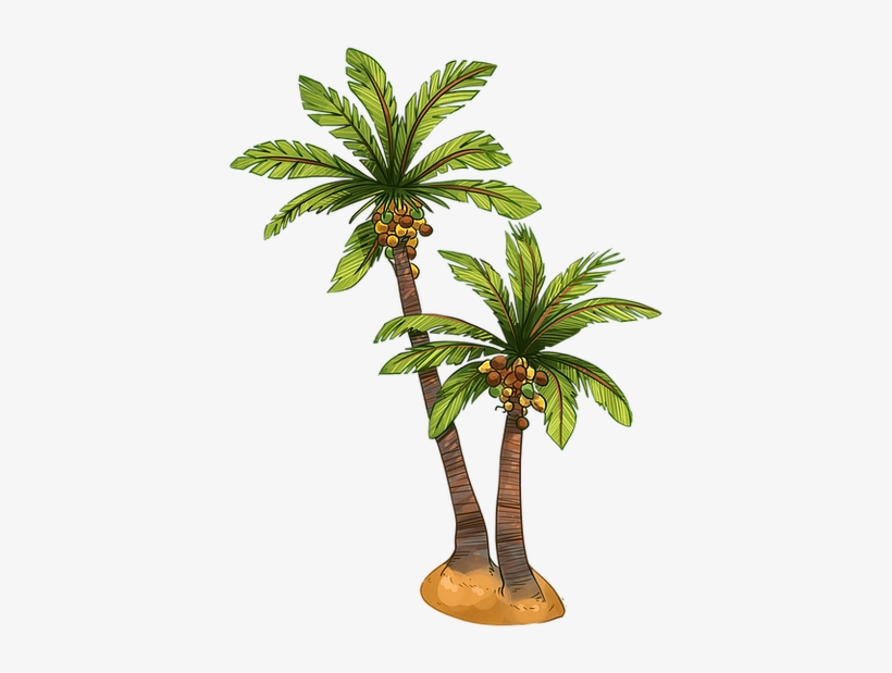 Coconut-tree - Roystonea, transparent png download