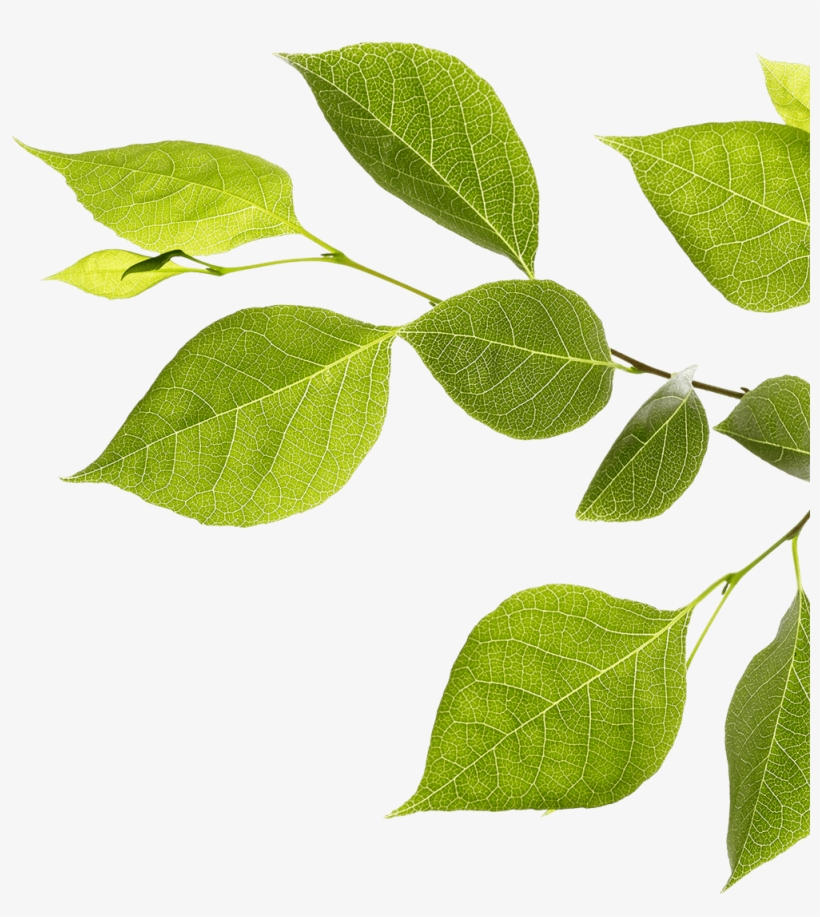 Feather Branch With Green Leaves - Twig, transparent png download