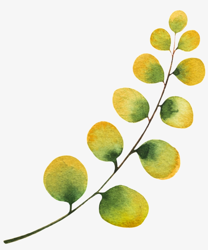 A Small Leaf Branch Vector - Seedless Fruit, transparent png download