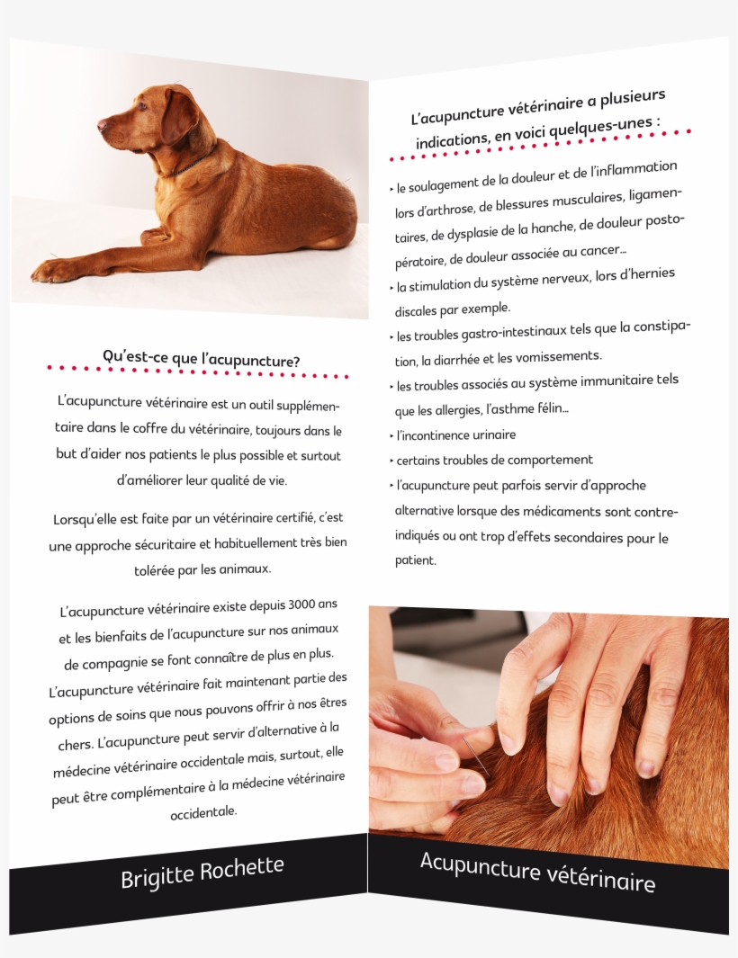 Br2 - Guard Dog, transparent png download