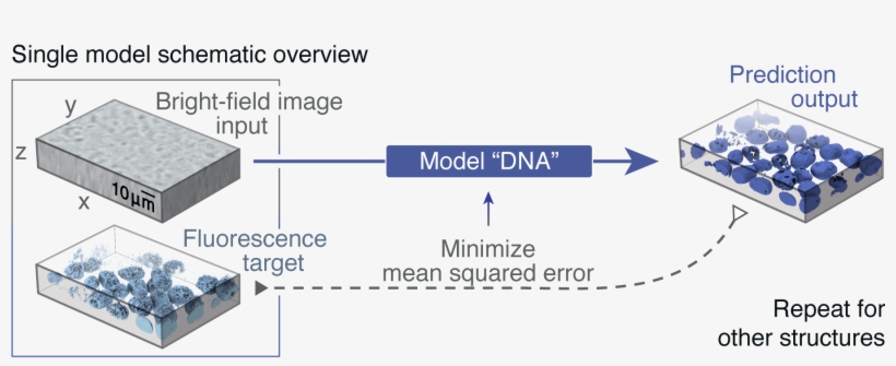 Given The Input Of A Transmitted Light And Fluorescence - Diagram, transparent png download