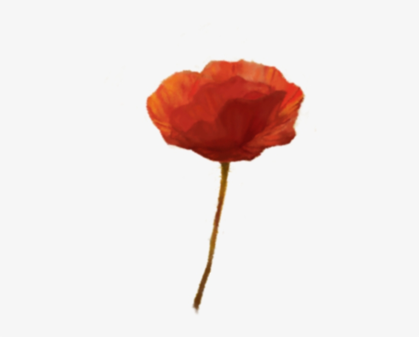 C4 Poppy2 5 - Garden Roses, transparent png download