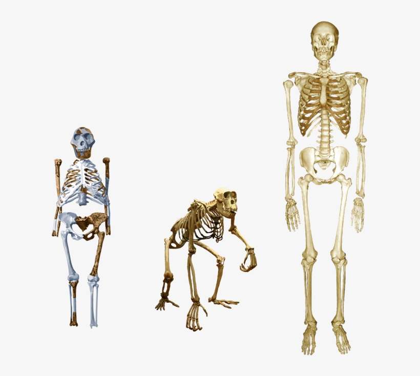 Compare Lucy With Both Human And Chimp - Chimpanzee Lucy Skeleton, transparent png download
