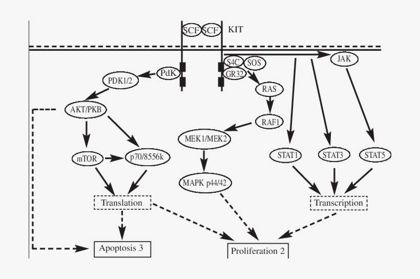 Physiological Kit Activation Is Triggered By Binding - Diagram, transparent png download