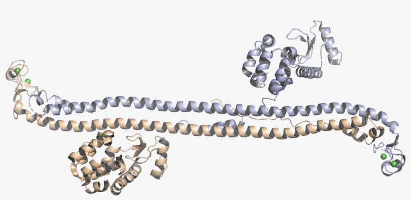 Ian Taylor - Bead, transparent png download