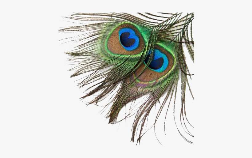 Related Image Peacock Feathers, Decoupage, Peacocks, - Achieving Oneness With The Higher Soul Download, transparent png download