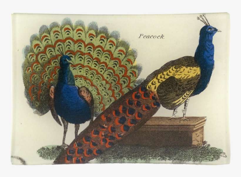 Peafowl, transparent png download