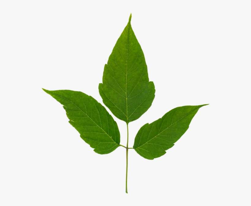 Box Elder Tree, transparent png download