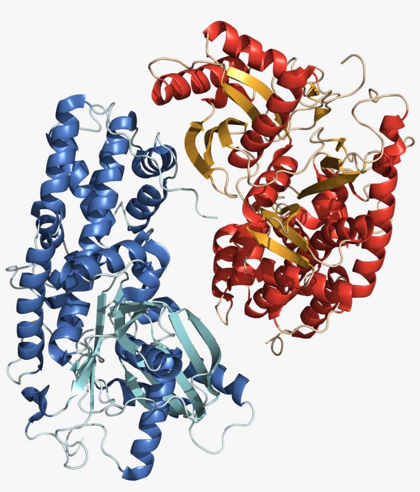 Hexokinase 3o08 Structure - Bead, transparent png download