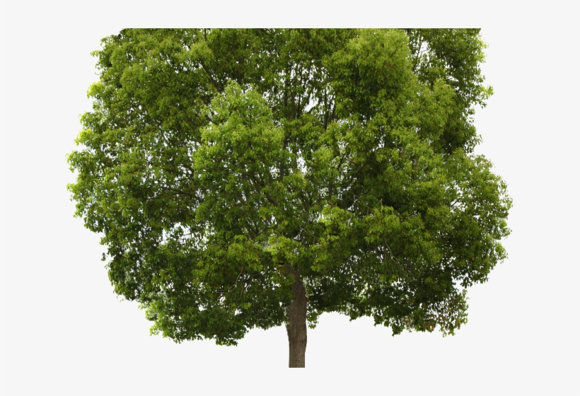 Tree Png Transparent Images - Tree For Photoshop Png, transparent png download