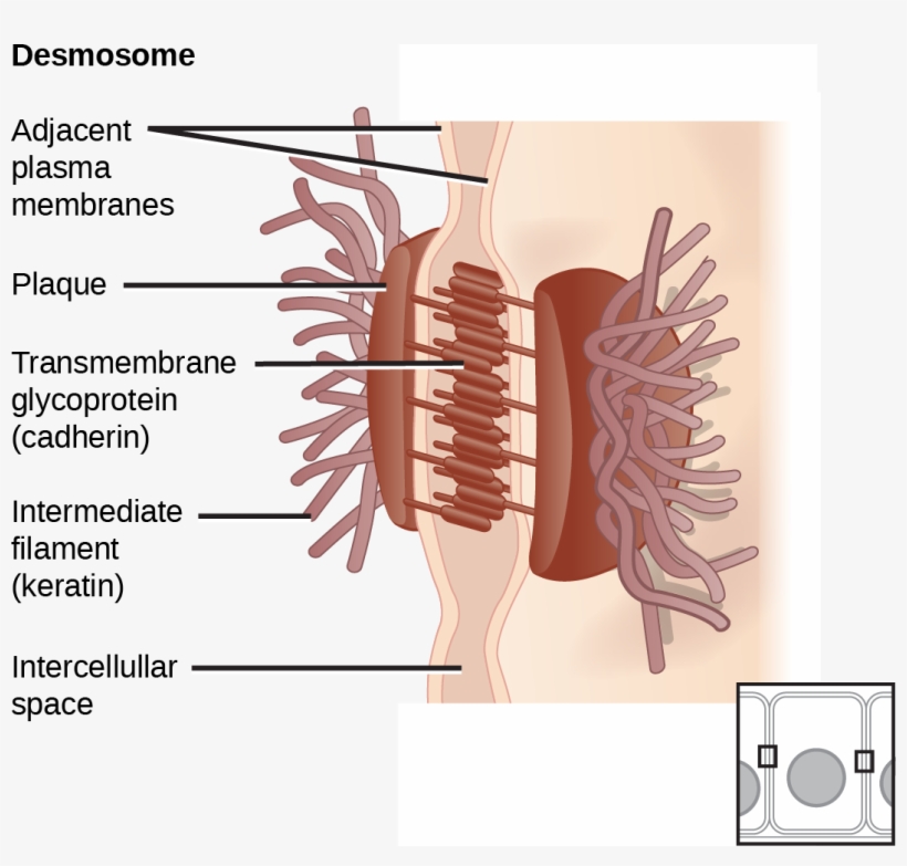 This Illustration Shows Two Cells Fused Together By - Cell Worksheet Anatomy Cell Junction, transparent png download