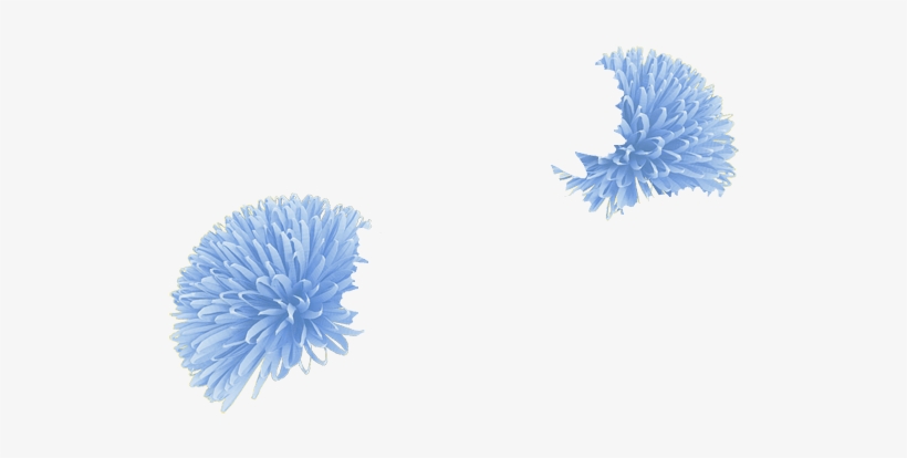 Babyblue - Globe Thistle, transparent png download