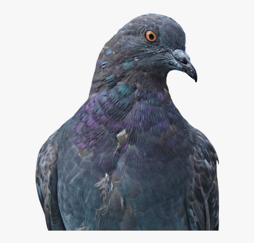 Dove, Homing Pigeon, Animal, Bird, Nature, Bill, Fly - Περιστερι Png, transparent png download