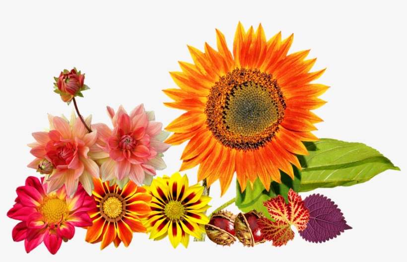Autumn Flowers Images - Aid Mawlid Nabawi, transparent png download
