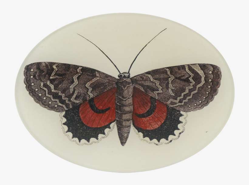 Moth, transparent png download