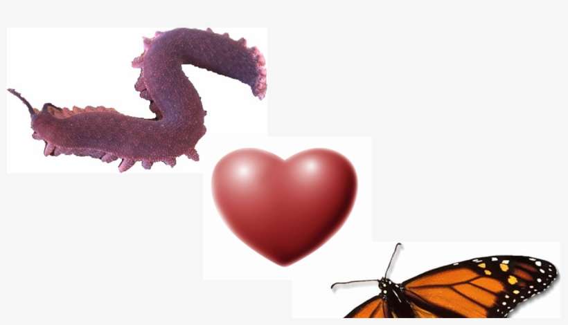 Butterfly Sex And Wild Science - Monarch Butterfly, transparent png download