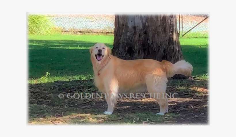 Donate To Petrescue - Golden Retriever, transparent png download