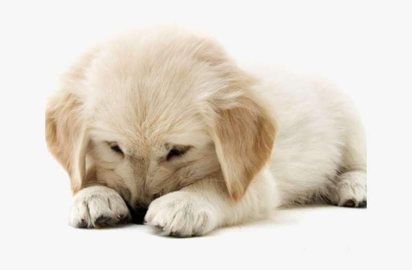 Golden Retriever Clipart Puppy Dog Tail - Quotes On God Blessing, transparent png download