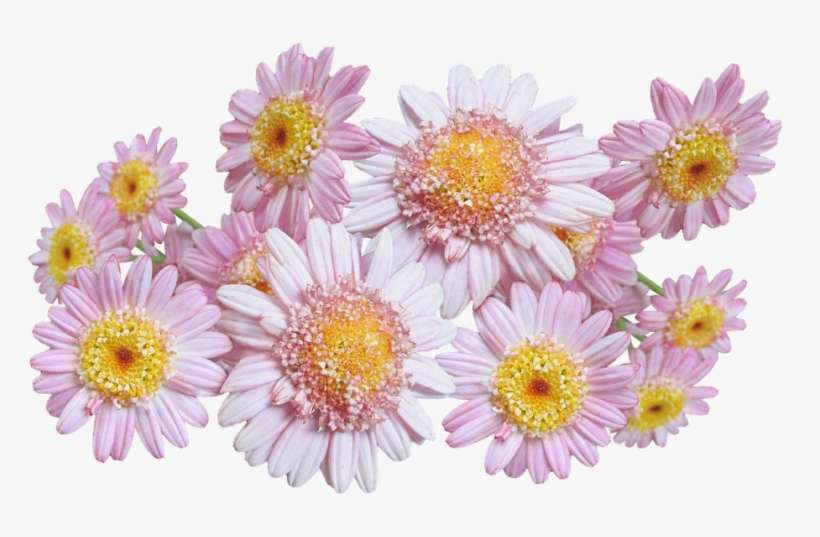 Daisies, Pink, Flowers - Chrysanths, transparent png download