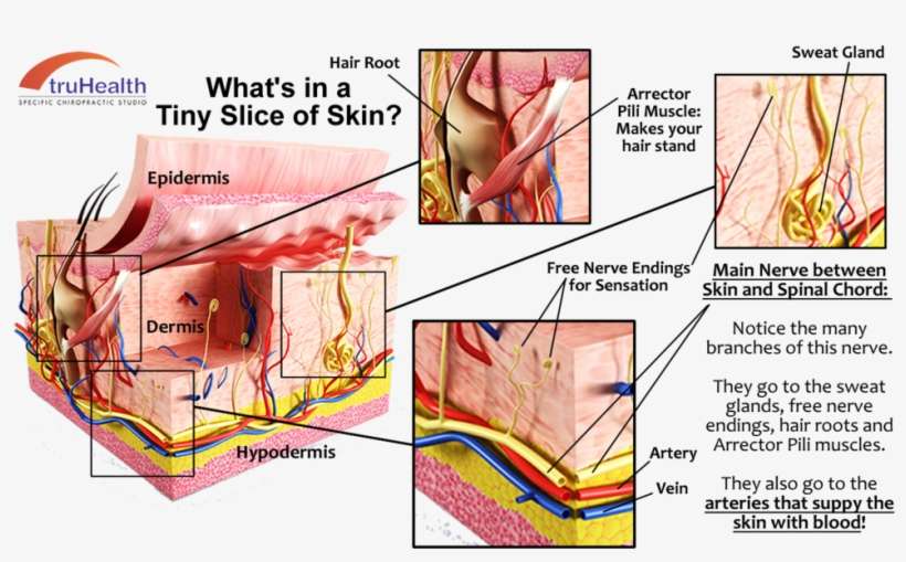 Click Image To Enlarge - Diagram, transparent png download