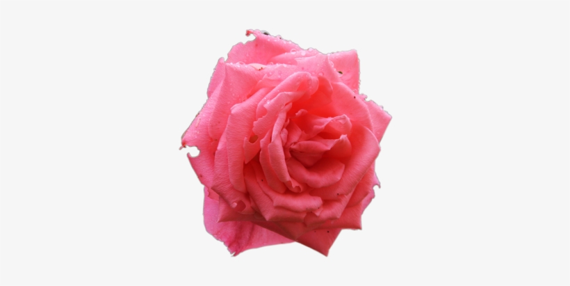 Flores Sem Fundo Png - Garden Roses, transparent png download