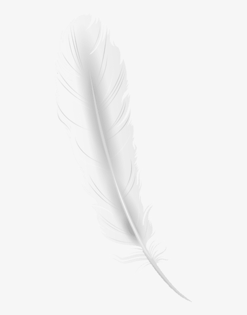 Free Png Download White Feather Clipart Png Photo Png - White Feather Png, transparent png download