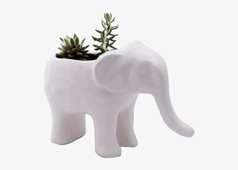 Maceta Elefante - Macetas Elefante, transparent png download