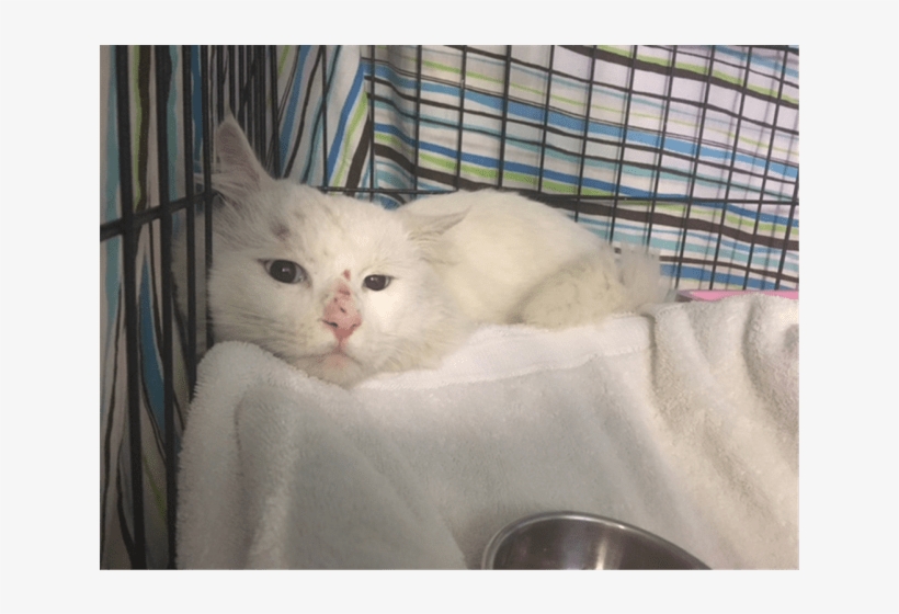 Photo Of John Snow - Domestic Short-haired Cat, transparent png download