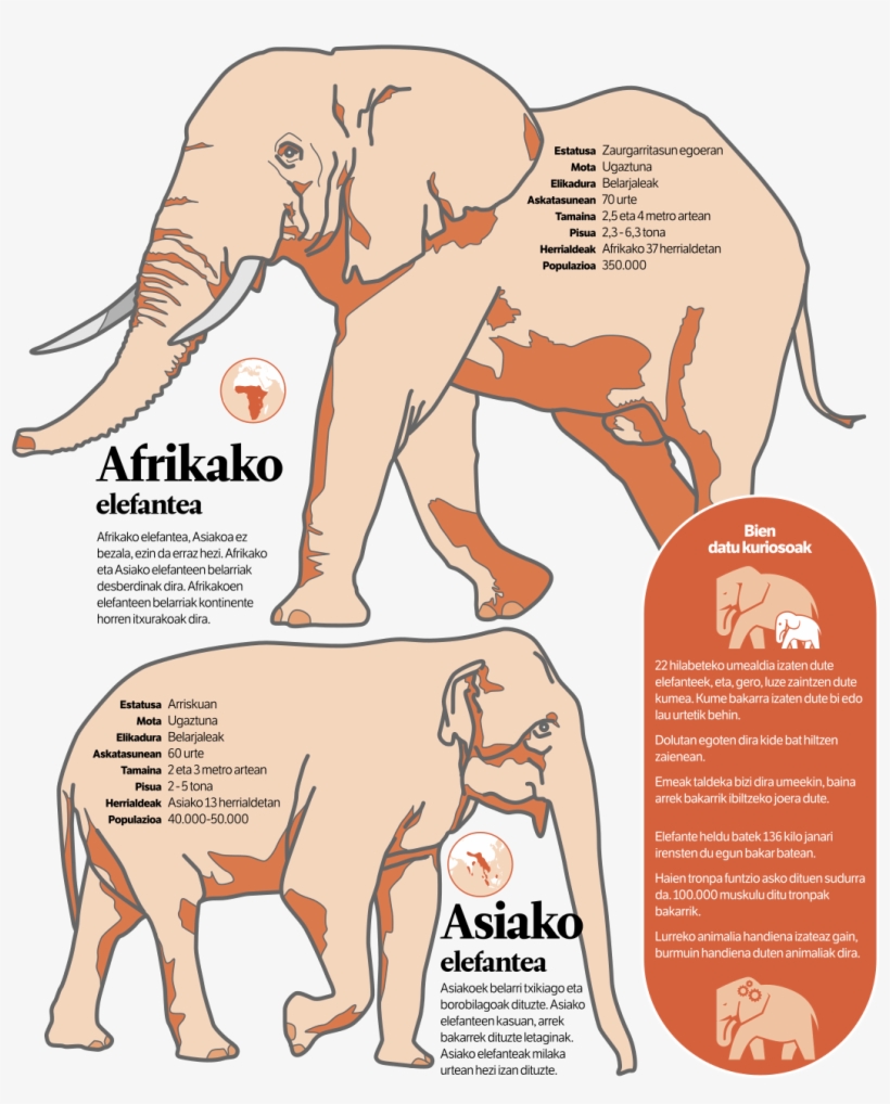 Indian Elephant, transparent png download