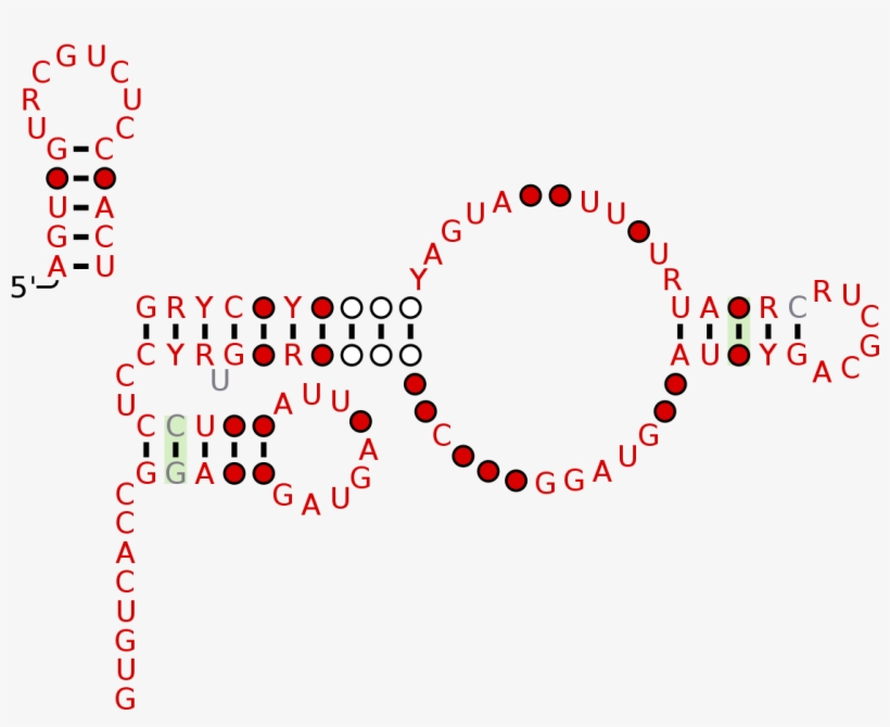 Saliva Tongue 1 Rna Motif - Circle, transparent png download