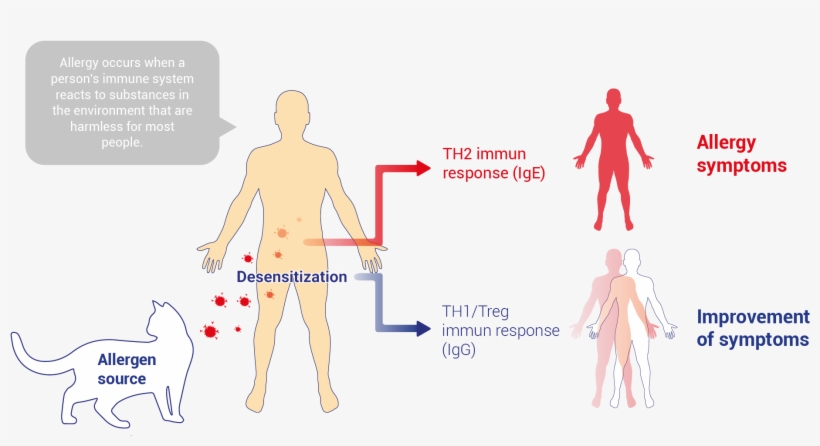 Allergy Treatment - Diagram, transparent png download