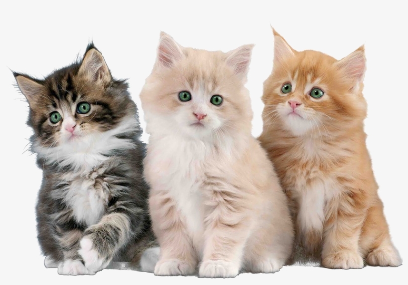 Gatos Png - Gatos Con Fondo Blanco, transparent png download