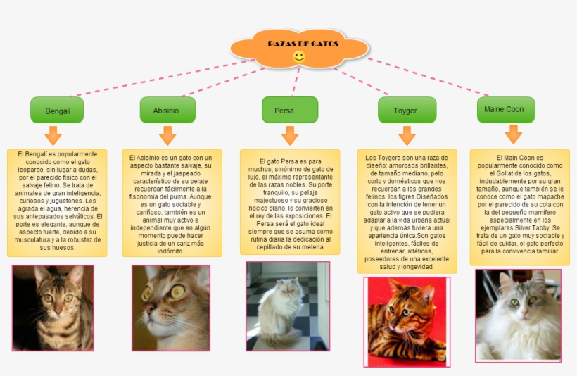 Untitled Razas De Gatos Bengalí El Bengalí Es Popularmente - Gatos Maine Coon, transparent png download